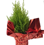 Lime Cypress 'Potted'
