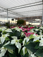 Poinsettia 'White Princettia'