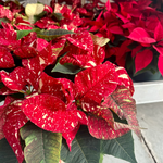 Poinsettia 'Red Glitter'