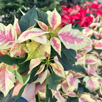 Poinsettia 'Marble'