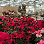 Poinsettia 'Red Princettia'