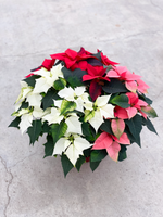 Poinsettia 'Tri Colour'