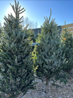 Premium Fraser Fir 7 - 8ft