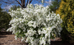 Pearl Bush 'Lotus Moon'