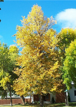 American Linden Tree