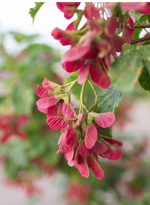 Maple 'Tartarian Hot Wings'