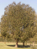Willow 'Laurel Leaf'