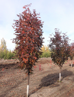 Mountain Ash 'Russian'