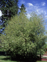 Willow 'Acute Leaf'