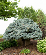 Spruce Standard 'Globe Blue'