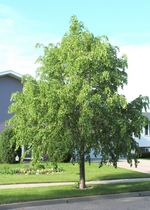 Linden 'Golden Cascade'
