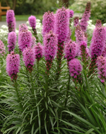 Liatris Blazing Star ' Purple'
