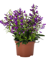 Beardtongue 'Pristine Nightshade'