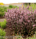 Beardtongue 'Dakota Burgundy'