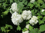 Viburnum 'Common Snowball'
