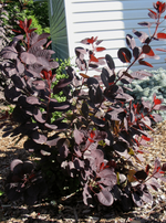 Smokebush 'Royal Purple'