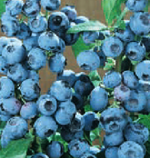 Blueberry 'Polaris'