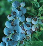Blueberry 'Northcountry'