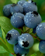 Blueberry 'Northblue'