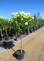 Hydrangea Tree Form 'Limelight'