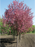 Flowering Crabapple 'Courageous'