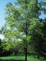 Black Walnut