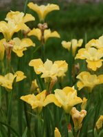 Siberian Iris Sibirica 'Sunfisher'