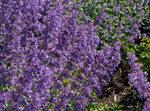 Nepeta Catmint 'Dropmore Blue'