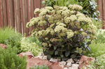 Sedum Stonecrop 'Banana Split'