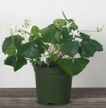 Oxalis 'Shamrock'