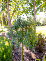Caragana 'Weeping Ornamental'