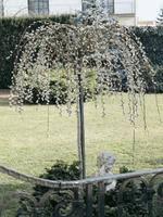 Pussy Willow 'Weeping Ornamental'