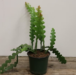 Fishbone Cactus