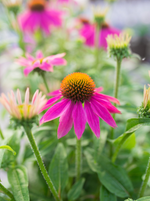 Echinacea Coneflower 'Pow Wow Wild Berry'