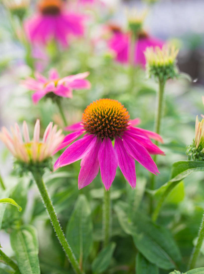 Echinacea 'Pow Wow Wild Berry'