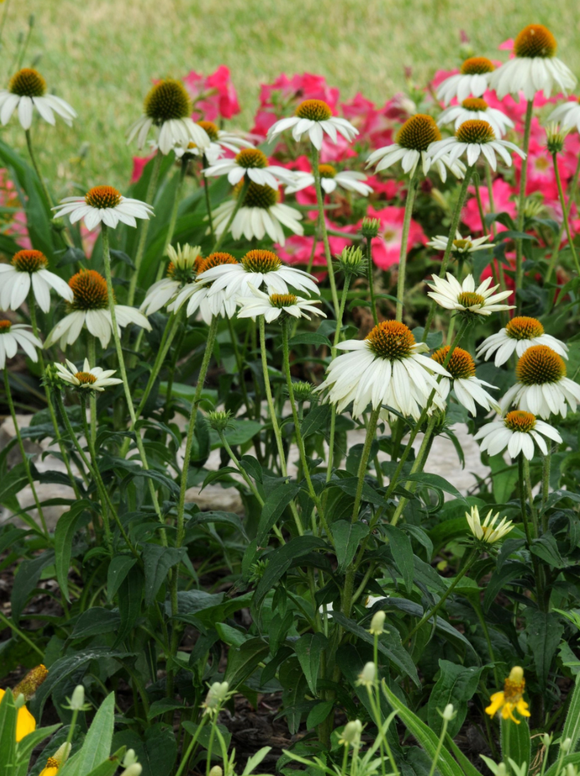 Echinacea 'Pow Wow White'
