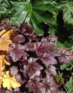Heuchera Coral Bells'Palace Purple'