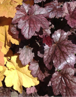 Heuchera Coral Bells'Palace Purple'