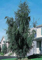 Birch 'Cutleaf Weeping'