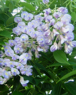 Wisteria 'Blue Moon'