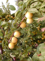 Plum Tree 'Brookgold'