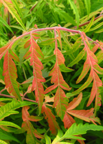 Sumac 'Staghorn'