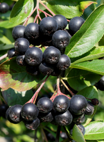 Aronia 'Viking Chokecherry'
