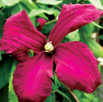 Mme.Julia Correvon Clematis