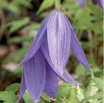 Alpina Frances Rivis Clematis