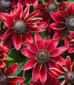 Rudbeckia Black-Eyed Susan 'Cherry Brandy'