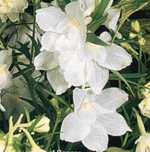 Delphinium 'Summer Stars Dwarf'