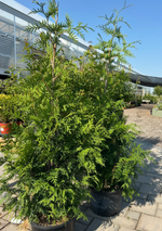 Green Giant Cedar