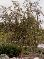Willow 'Prairie Cascade Weeping'