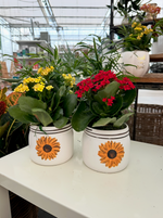 Sunflower Mason Jar w/ Plant